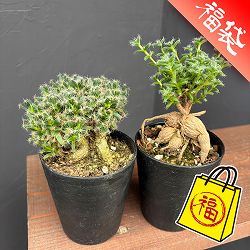 トリコディアデマ：アフリカ盆栽セット（デンサムとブルボスム）