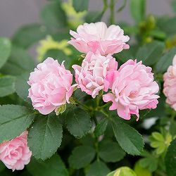 [送料無料]ミニバラ：舞娘（マイコ）6号ポット