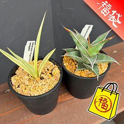 サンセベリア　ダンシングドラゴン　大株　希少　送料無料 サンセベリア ダンシングドラゴン 大株 希少 送料無料 サンセベリア