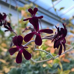 ペラルゴニウム：シドイデス3号ポット*