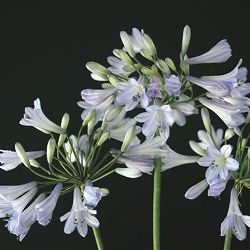 アガパンサス：ガーデンパラソル3.5号ポット