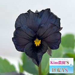 Kim農園さんのパンジービオラ：KMブラック3.5号ポット 3株セット