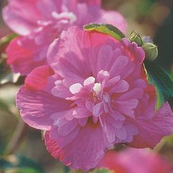 [26年2月中下旬予約]ムクゲ（槿）：パープルルージュ3号ポット