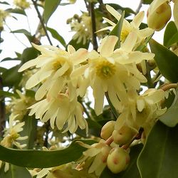 イリシウム：シモンシー 5号ポット