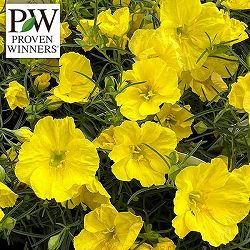 カリロファス：サニーチャープ4号ポット