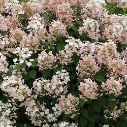 ノリウツギ（糊空木）：リトルクイックファイヤー5号ポット