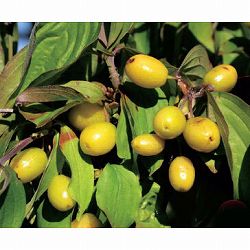 ヨーロピアンコーネル（コーネリアンチェリー）：イエローモララ4号ポット