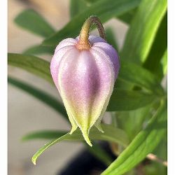 【お1人様1ポット】クレマチス：はるのしずく（はるの雫）3-3.5号ポット