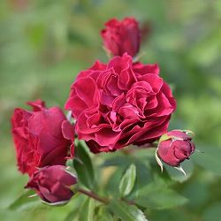 四季咲中輪バラ：ポム大苗5号鉢植え