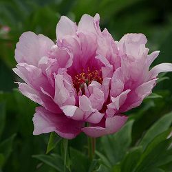 [26年2月中下旬予約]シャクヤク（インターセクショナルハイブリッド）：ファーストアライバル5-6号ポット