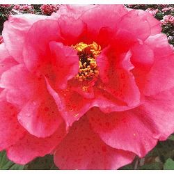 牡丹（ぼたん）：秋郷の誉（あきさとのほまれ）6号鉢植え