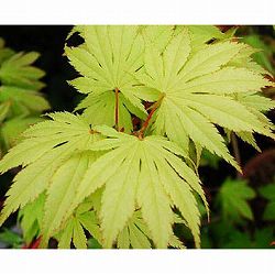 （わけあり特価）ヤマモミジ：黄八丈（キハチジョウ）4～5号ポット