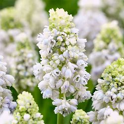 [26年2月中下旬予約]ムスカリ：ネイチャーズビューティー2.5号ポット