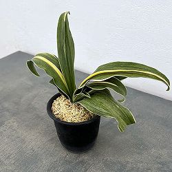 オモト（万年青）：錦明鳳(きんめいほう)　4号プラ鉢植え【現品販売263617】