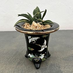 オモト（万年青）：瑞泉（ずいせん）　錦鉢（鶴）植え（内径約7ｃｍ、外径約11ｃｍ）【現品販売263618】