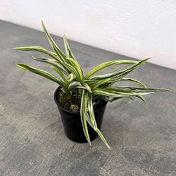 オモト（万年青）：千代田実生　2.5号プラ鉢植え【現品販売263619】