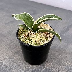 オモト（万年青）：八紘錦　(はっこうにしき)　2.5号プラ鉢植え【現品販売263620】