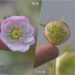 【お1人様1ポット】大和園さんのクリスマスローズ苗：25-01ペールピンクダブル×ピコティー小輪早咲きタイプｓｄ3号ポット