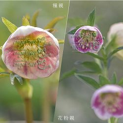 【お1人様1ポット】大和園さんのクリスマスローズ苗：25-02イエローパステリッシュ×パステリッシュ小輪系3号ポット