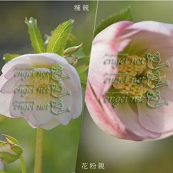 【お1人様1ポット】大和園さんのクリスマスローズ苗：25-03ピンクピコティーダブル×ペールピンクダブル3号ポット