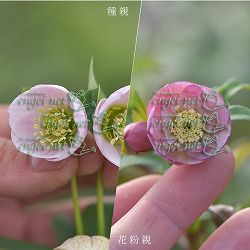 【お1人様1ポット】大和園さんのクリスマスローズ苗：25-04小輪ペールピンクシングル×小輪ピンクセミダブル3号ポット