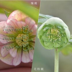 【お1人様1ポット】大和園さんのクリスマスローズ苗：25-05ダブルピンク×グリーンカップダブル3号ポット