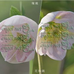 【お1人様1ポット】大和園さんのクリスマスローズ苗：25-06中輪フレックルキスカップ咲き×中輪フレックルキスカップ咲き3号ポット