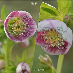 【お1人様1ポット】大和園さんのクリスマスローズ苗：25-07パステリッシュ×小輪パステリッシュ3号ポット