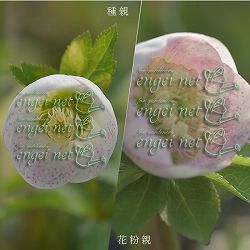 【お1人様1ポット】大和園さんのクリスマスローズ苗：25-08小輪シングルスポット×小輪フレックルキスｓｄ3号ポット