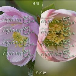 【お1人様1ポット】大和園さんのクリスマスローズ苗：25-09ペールピンクダブル×ペールピンクダブル3号ポット