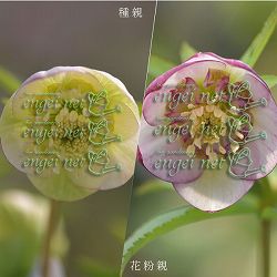 【お1人様1ポット】大和園さんのクリスマスローズ苗：25-10小輪セミダブルピコティー×小輪セミダブルピコティー3号ポット