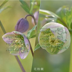 【お1人様1ポット】大和園さんのクリスマスローズ苗：25-11プルプラセンス交配×プルプラセンス交配3.5号ポット