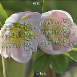 【お1人様1ポット】大和園さんのクリスマスローズ苗：25-12中輪フレックルキスカップ咲き×小輪フレックルキスｓｄ3号ポット