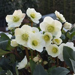 クリスマスローズ：*HGC Ice N’roses 氷の薔薇 ホワイト4.5号ポット