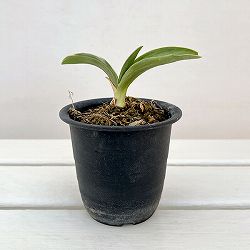 オモト（万年青）：お多福3号プラ鉢植え【現品販売263637】