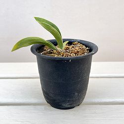 （わけあり特価）オモト（万年青）：お多福3号プラ鉢植え【現品販売263638】