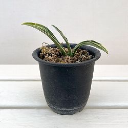 オモト（万年青）：剣舞3号プラ鉢植え【現品販売263639】