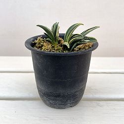 オモト（万年青）：瑞泉3号プラ鉢植え【現品販売263640】