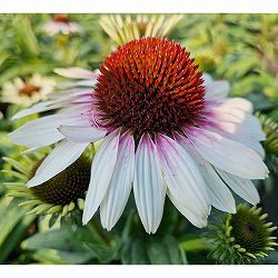 エキナセア：チェリーオンアイス3.5-4号ポット