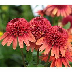 エキナセア：キャロットケーキ 4号ポット