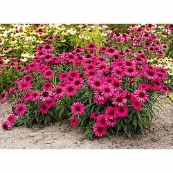 エキナセア：ワイルドロマンス3.5-4号ポット