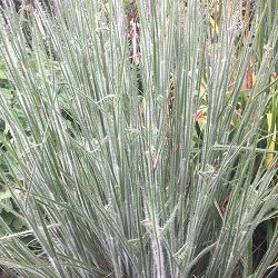 [26年6月中下旬予約]スキザクリウム：ハハトンカ3号ポット