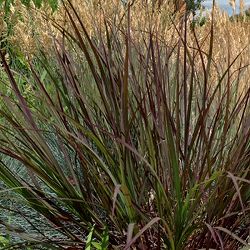 [26年6月中下旬予約]アンドロポゴン ブラックホークス3号ポット