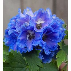 デルフィニウム：アリエル　ライトブルー4号ポット