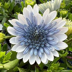 オステオスペルマム（八重）：3Dブルースティール3.5号ポット*