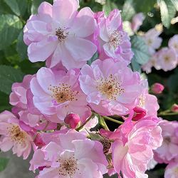 [バラ行燈予約][送料無料]つるバラ：ラベンダー シルエッタ8号大型アンドン仕立て