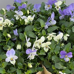 ビオラ：宮崎ビオラ（アイディアルフラワーさん）　白うさぎ3.5号ポット 3株セット