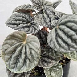 ぺぺロミア ：sp.グレー（カペラータ系）3号ポット