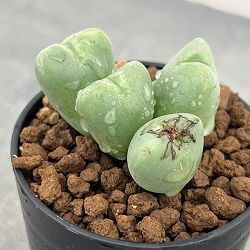 コノフィツム：花おどり　2.5号ポット