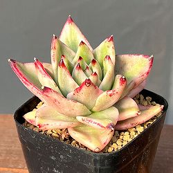 エケベリア：アイケソウル錦　2.5号ポット